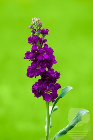 Stock Dark Purple - 70cm