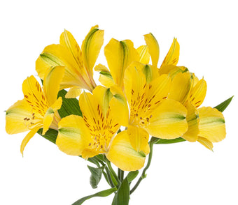 compare product Alstroemeria Super Select Yellow Sunny Lady