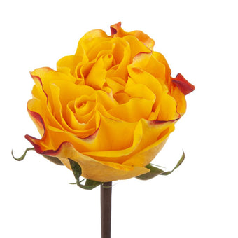 compare product Ah!Maze Roses 50cm Yellow Sunset X-Pression