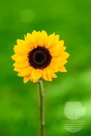 Sunflower Yellow Vincent Choice Medium