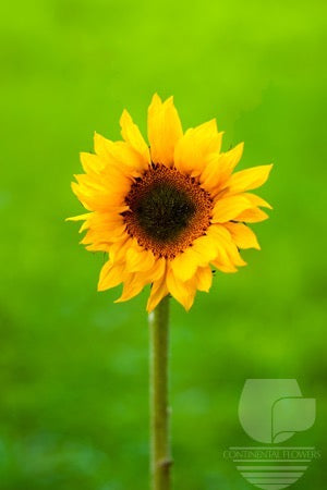 compare product Sunflower Yellow Vincent Fresh Green Center Mini