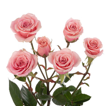 compare product Spray Rose 50cm Pink Sweet Sensation
