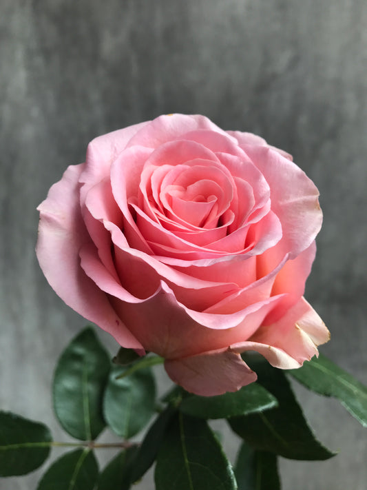 SAGA Pink Rose 40
