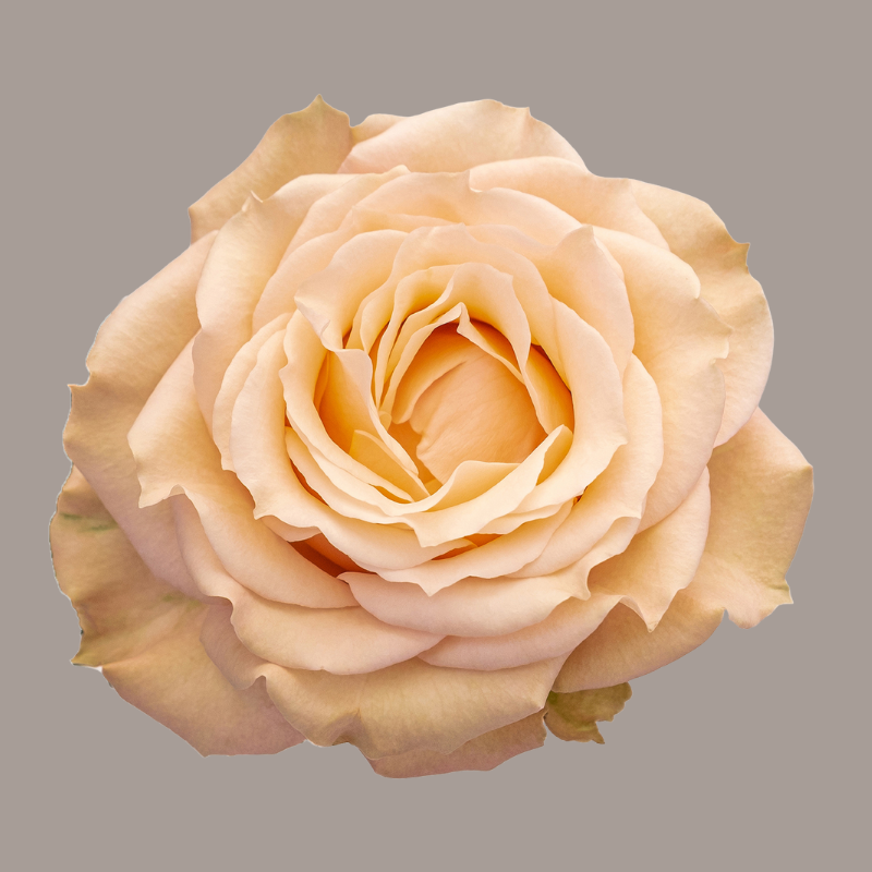 Spray Roses Sahara Sensation Cream 40 Cm