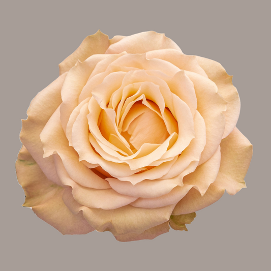 Spray Roses Sahara Sensation Cream 40 Cm