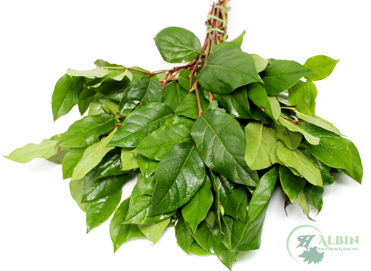 Salal - 20 Pack