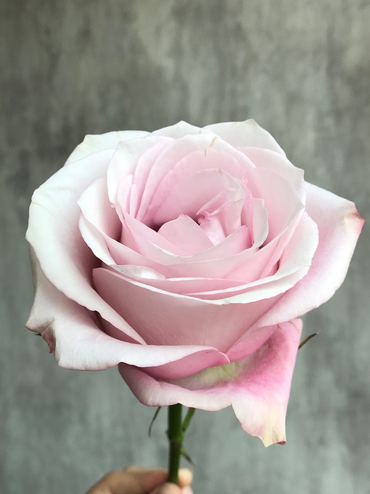 SECRET GARDEN Pink Rose 40