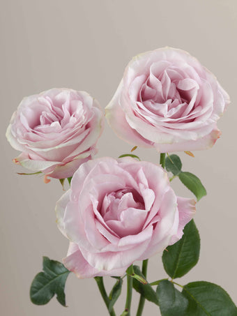 compare product Roses Light Pink Secret Garden 80cm