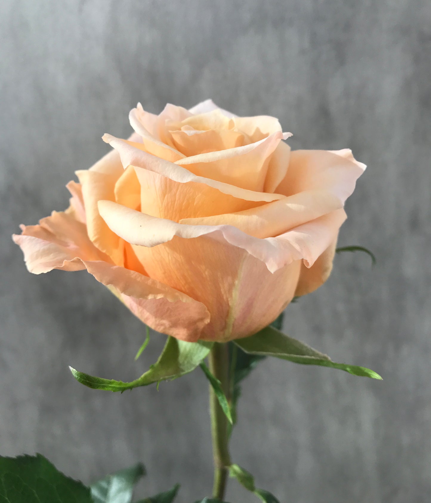 SHIMMER Peach Rose 40
