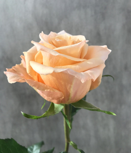 SHIMMER Peach Rose 40