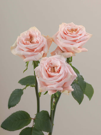 compare product Roses Peach Shimmer 70cm