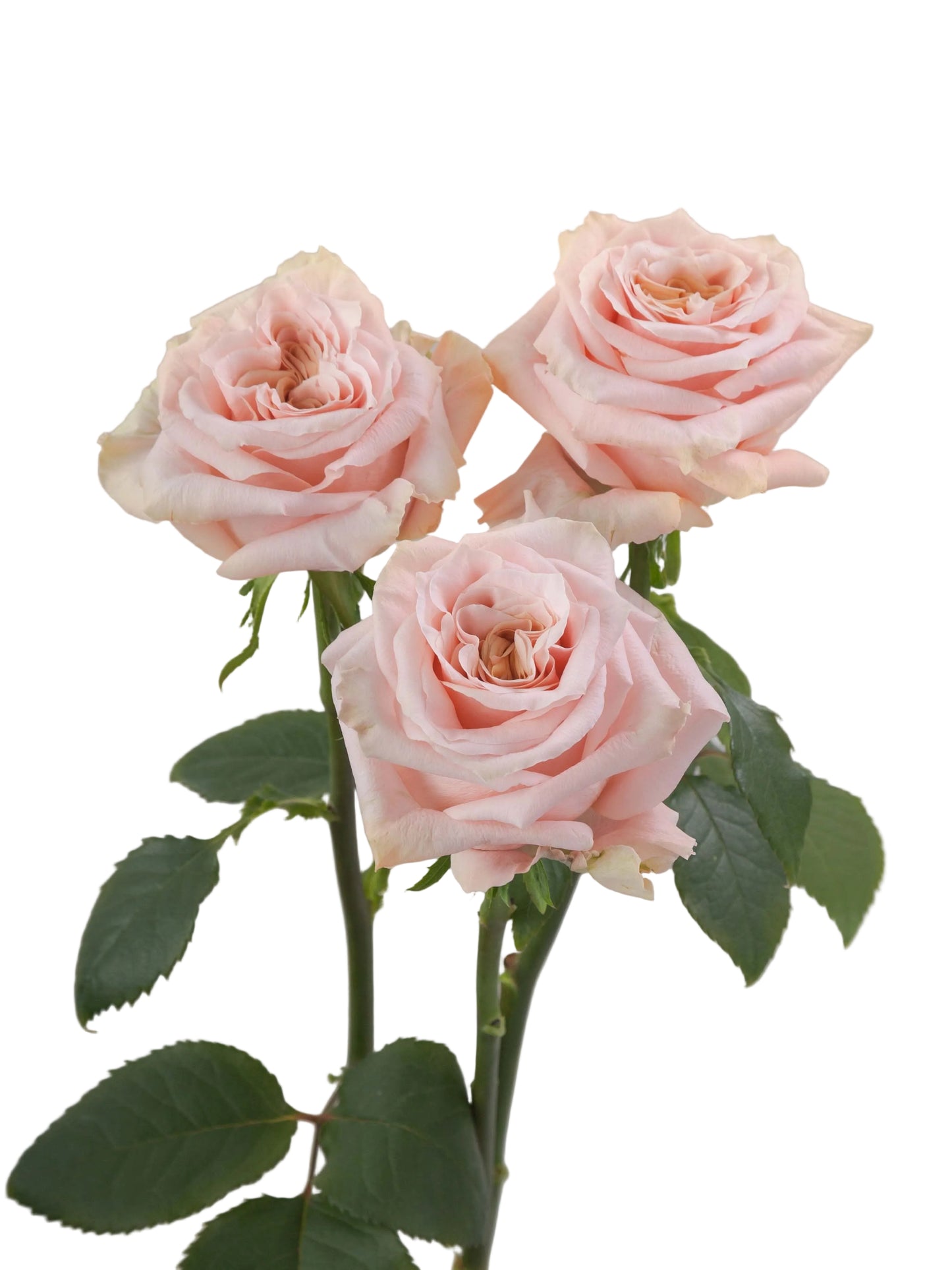 Shimmer_Rose_Trio_View_Rosaprima.jpg