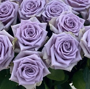 SHOCKING BLUE Lavender Rose 40