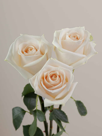 compare product Roses Cream Soul 80cm