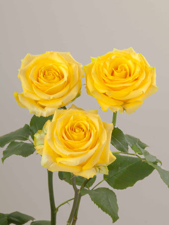 compare product Roses Yellow Super Sun 70cm
