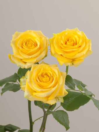 compare product Roses Yellow Super Sun 80cm