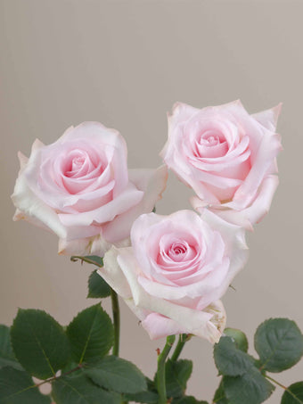 compare product Roses Light Pink Sweet Akito 70cm