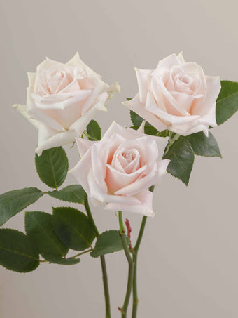 compare product Roses Light Pink Sweet Escimo 80cm