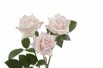 compare product Roses Light Pink Sweet Escimo 50cm