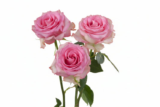 Sweet_Unique_Rose_Trio_View_Rosaprima.jpg