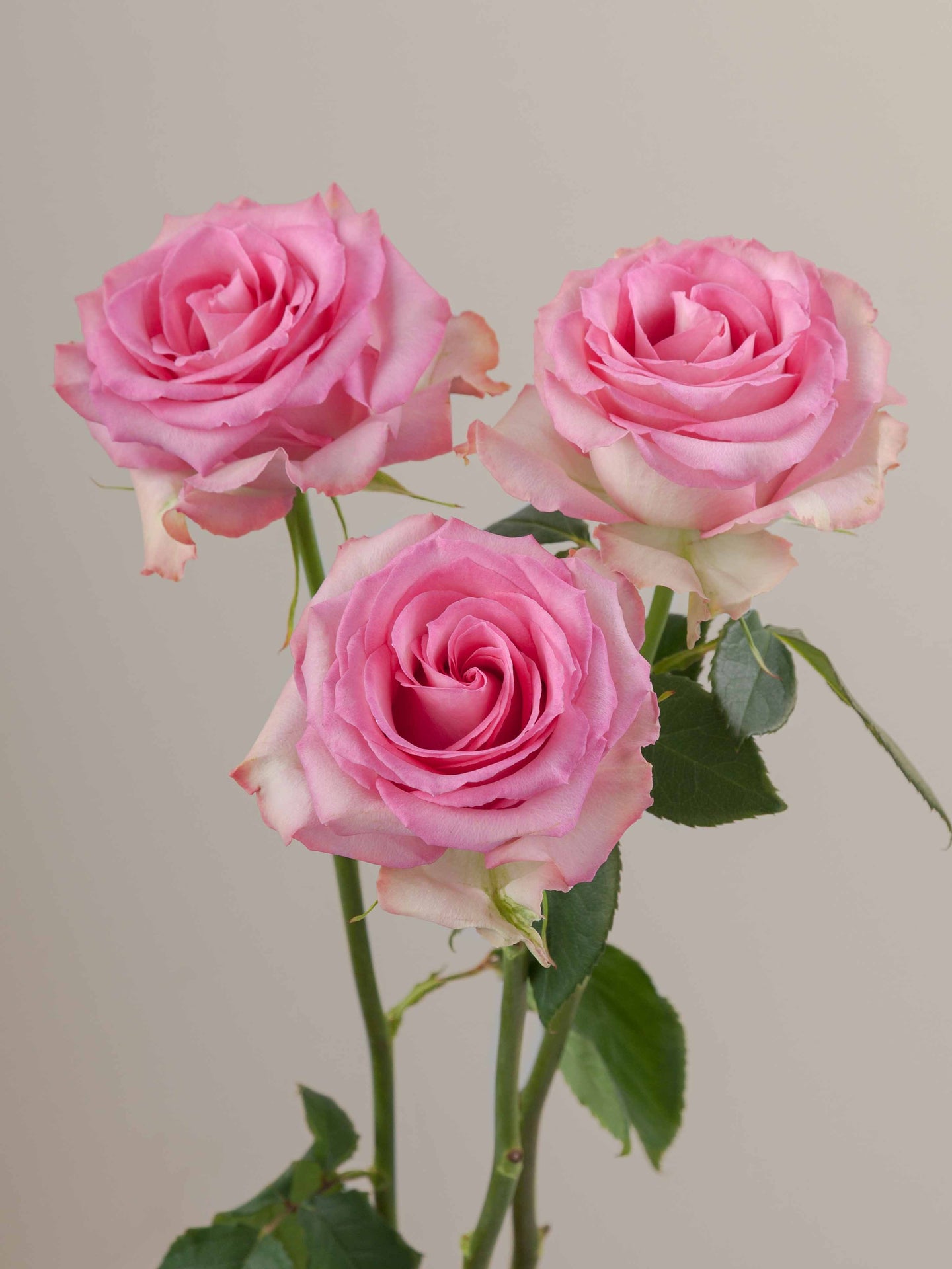 Sweet_Unique_Rose_Trio_View_Rosaprima.jpg