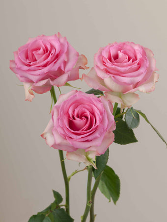 compare product Roses Medium Pink Sweet Unique 80cm