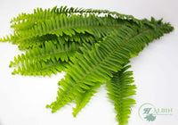 Sword Fern - 40 Pack