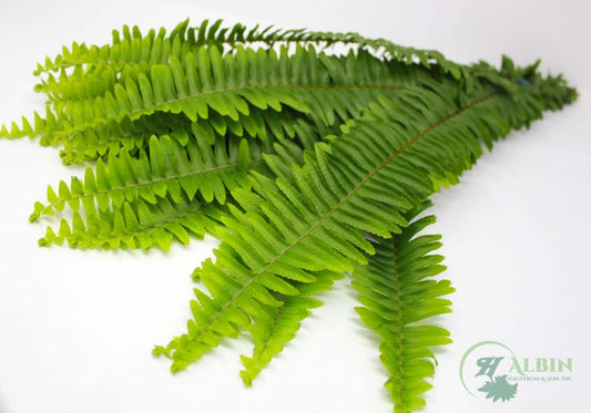Sword Fern - 20 Pack