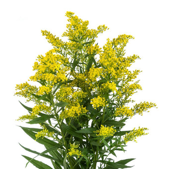 compare product Solidago Yellow