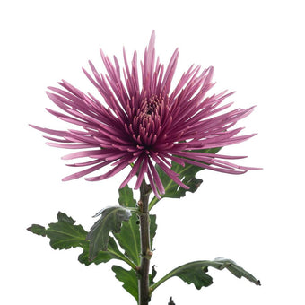 compare product Spider Purple