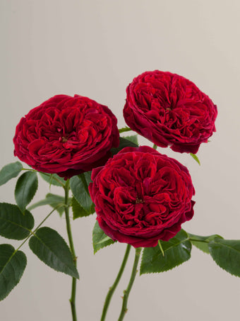 compare product Roses Red Tess 40cm
