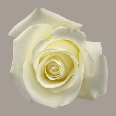 Color Roses Tibet White 60 Cm