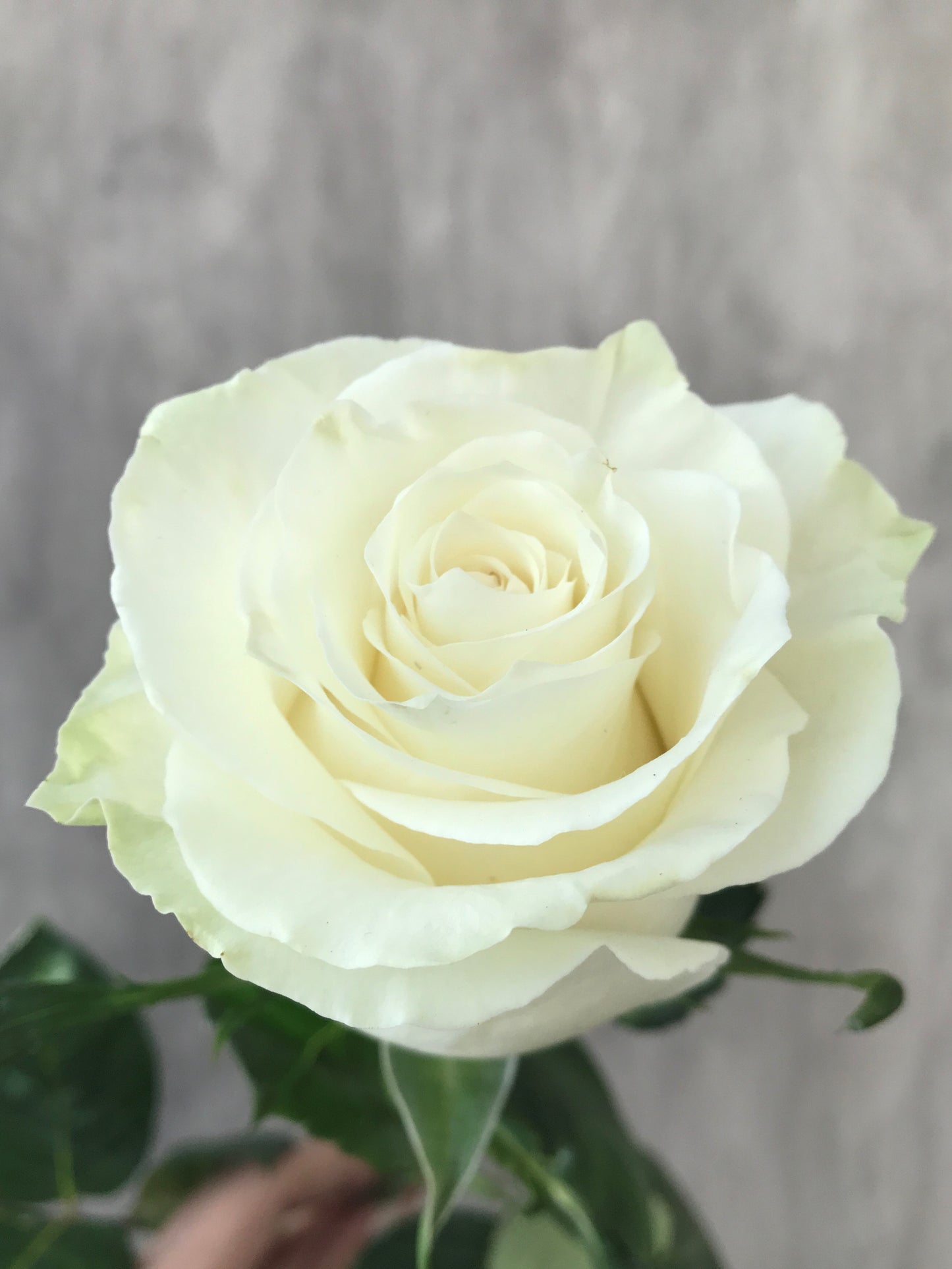TIBET White Rose 40