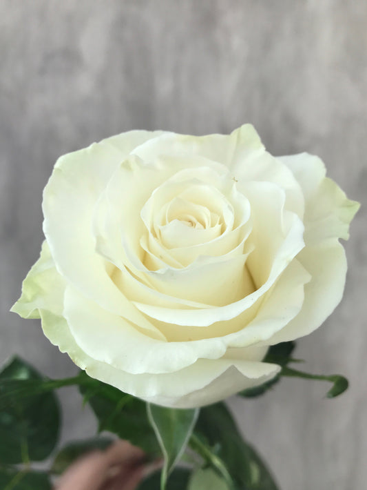 TIBET White Rose 40