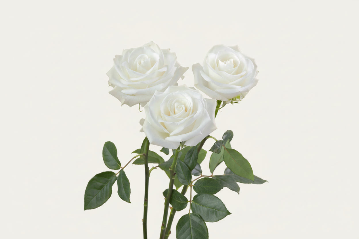 Homepage - Roses