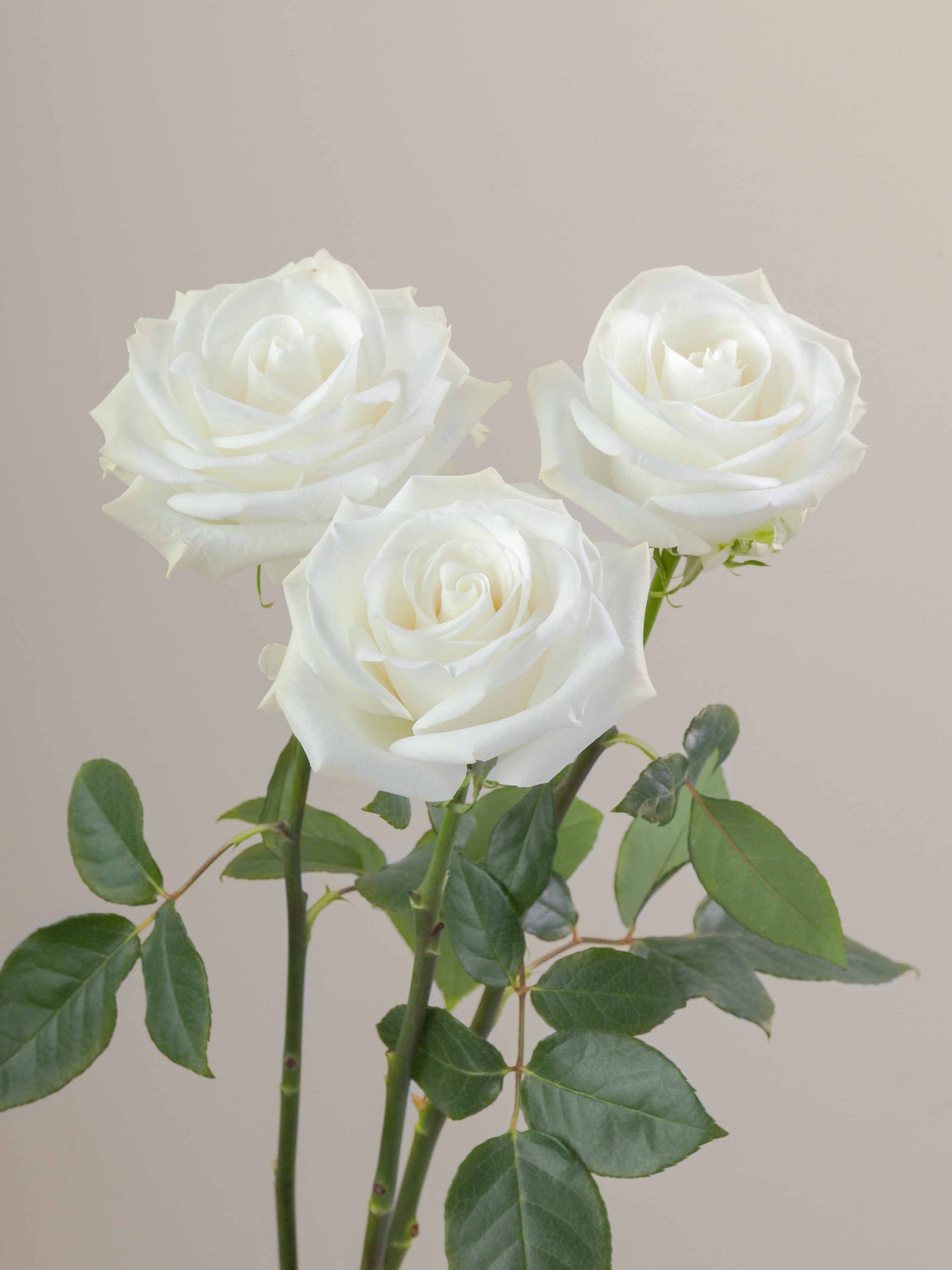 Tibet_Rose_Trio_View_Rosaprima.jpg
