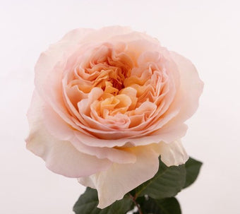 compare product TIE DYE Peach Garden Rose 60