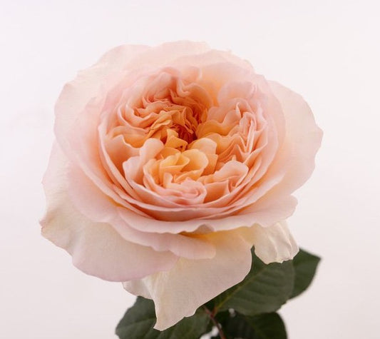 TIE DYE Peach Garden Rose 70