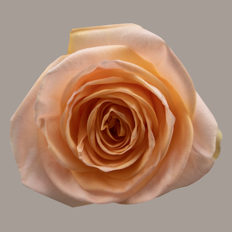 Color Roses Tiffany Peach 60 Cm