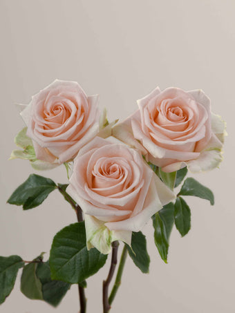 compare product Roses Peach Tiffany 80cm