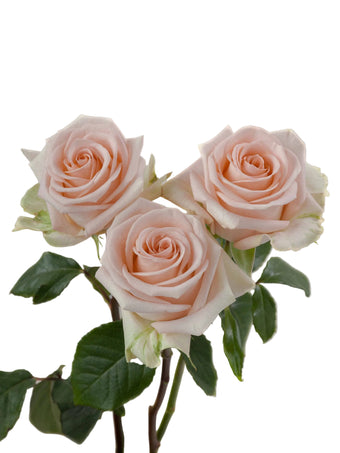 compare product Roses Peach Tiffany 50cm