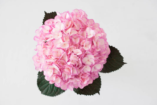 Hydrangea Tinted Pink Select 40ST QB