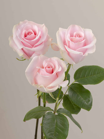 compare product Roses Light Pink Titanic 70cm