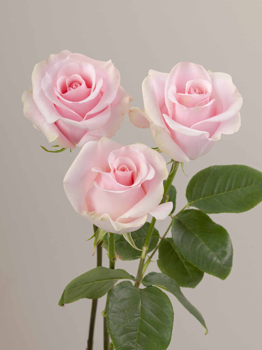 Titanic_Rose_Trio_View_Rosaprima.jpg