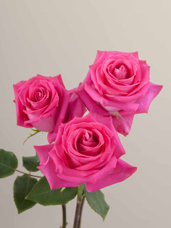 compare product Roses Hot Pink Topaz 70cm