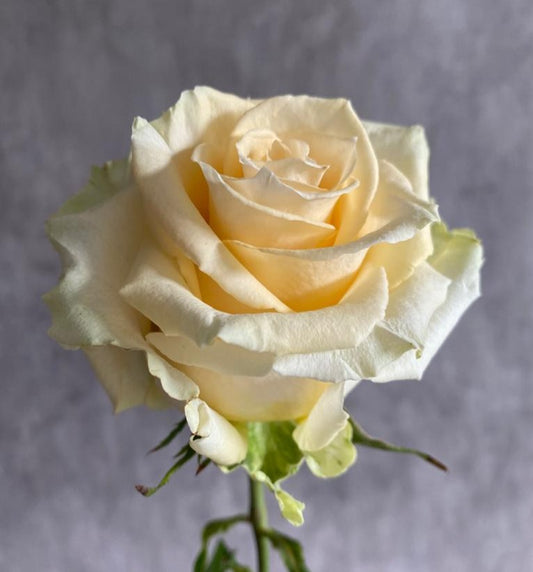 TOSCANA Buttercream Rose 40