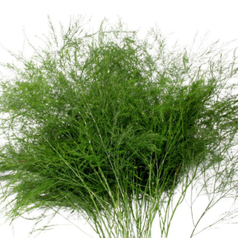 compare product Tree Fern - 15 Pack