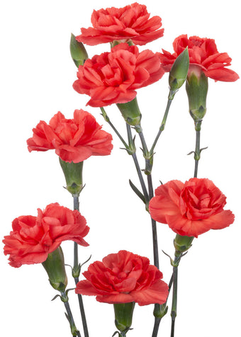 compare product Mini Carnation Orange