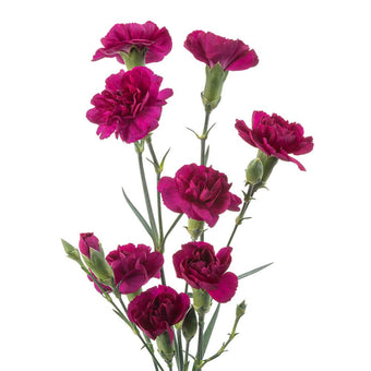 compare product Mini Carnation Purple