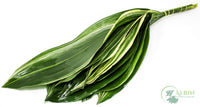 Aspidistra Variegated - 15 Pack